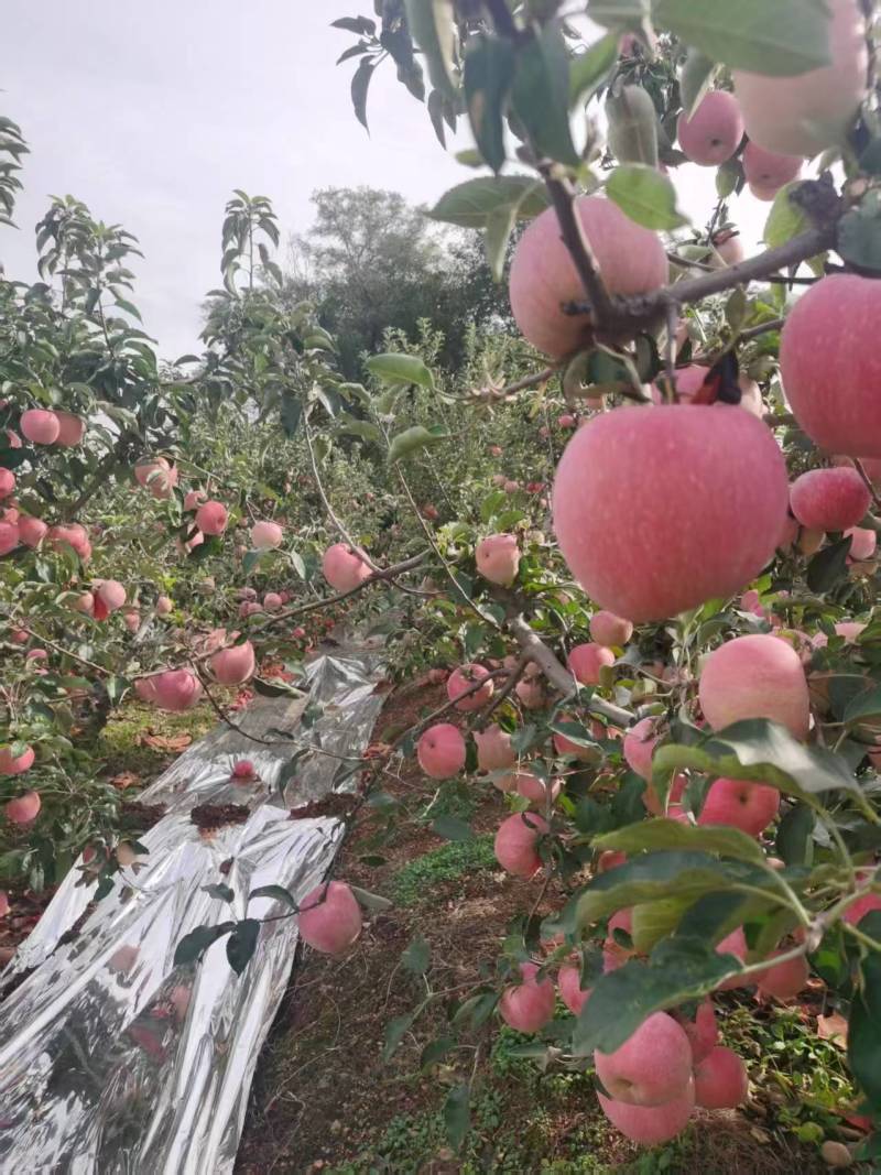 寒富苹果\辽宁葫芦岛寒富苹果大量供货\对接全国采购商