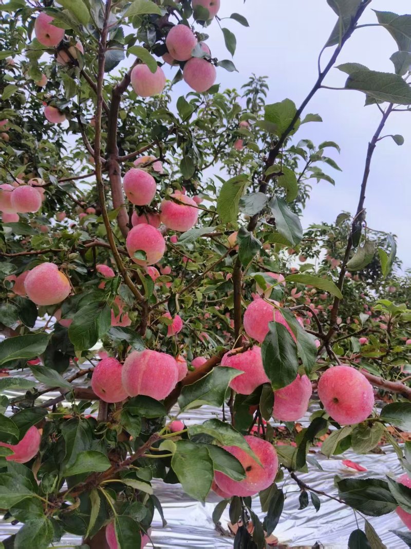 寒富苹果\辽宁葫芦岛寒富苹果大量供货\对接全国采购商