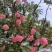 寒富苹果\辽宁葫芦岛苹果糖度高口感脆甜\大量上市对接全国