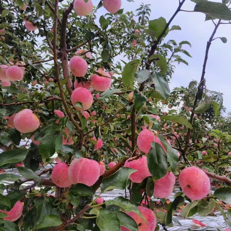 寒富苹果\辽宁葫芦岛苹果糖度高口感脆甜\大量上市对接全国