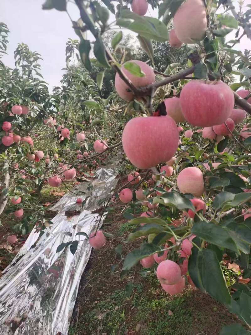 寒富苹果\辽宁葫芦岛苹果糖度高口感脆甜\大量上市对接全国