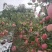 寒富苹果\辽宁葫芦岛苹果糖度高口感脆甜\大量上市对接全国