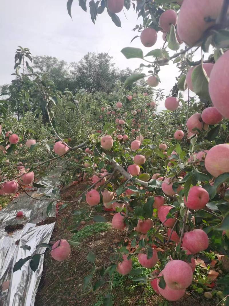 寒富苹果\辽宁葫芦岛苹果糖度高口感脆甜\大量上市对接全国