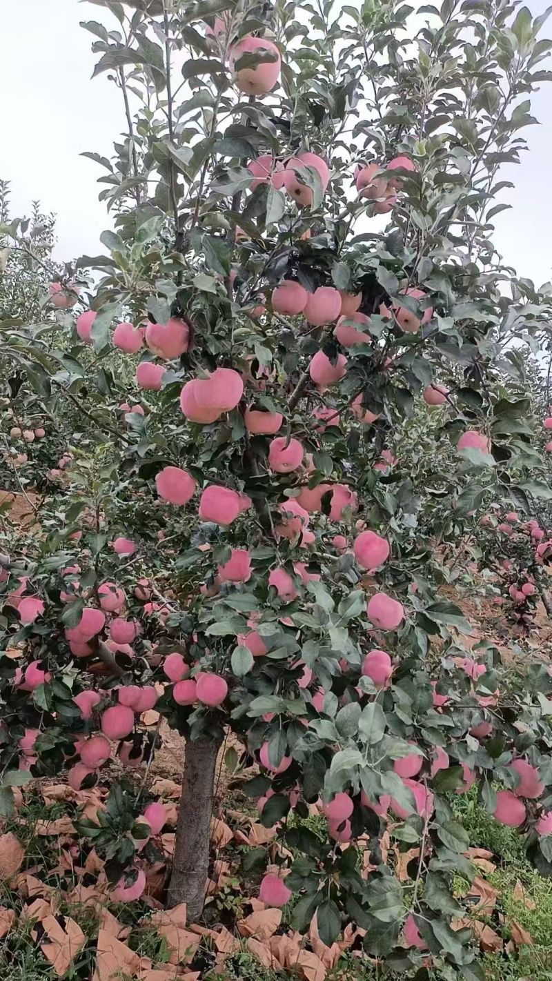 寒富苹果\辽宁葫芦岛苹果糖度高口感脆甜\大量上市对接全国