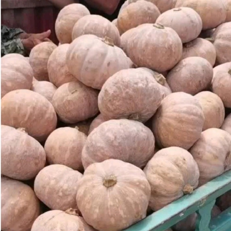 老南瓜盘龙204板栗南瓜金韩密本