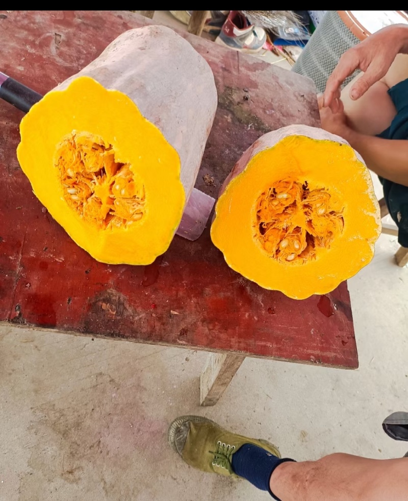 老南瓜盘龙204板栗南瓜金韩密本