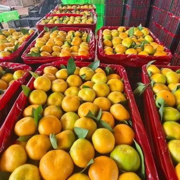 国庆蜜橘/湖北早熟高山蜜橘/专业做货承接电商市场出口