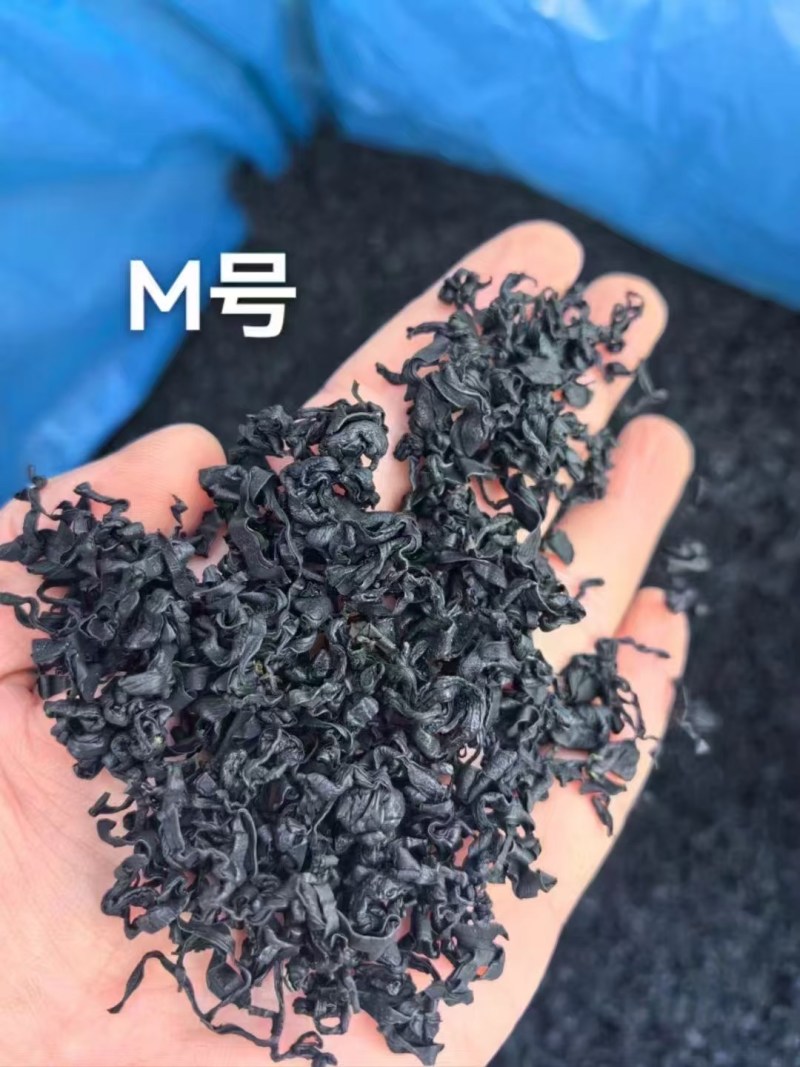 裙带菜干裙带菜水产干货精品无沙裙带菜澡菜海白菜批发非紫菜