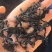 裙带菜干裙带菜水产干货精品无沙裙带菜澡菜海白菜批发非紫菜