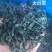 裙带菜干裙带菜水产干货精品无沙裙带菜澡菜海白菜批发非紫菜