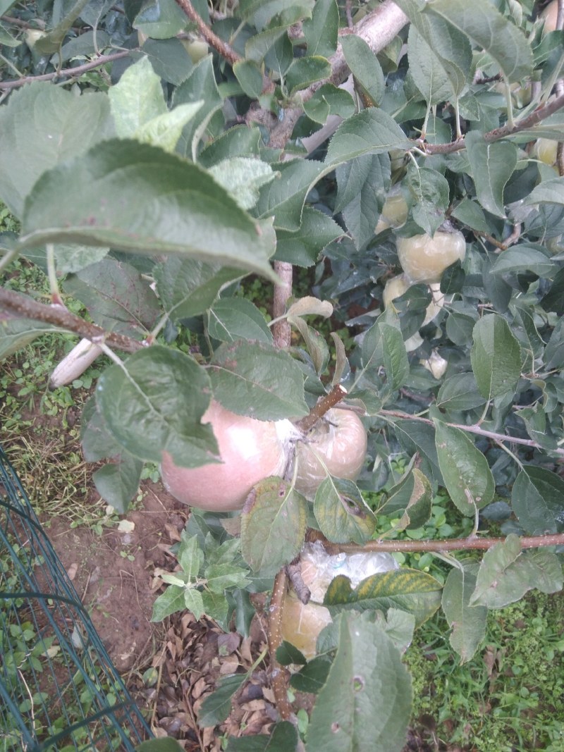 红富士苹果，原产地，欢迎咨询下单