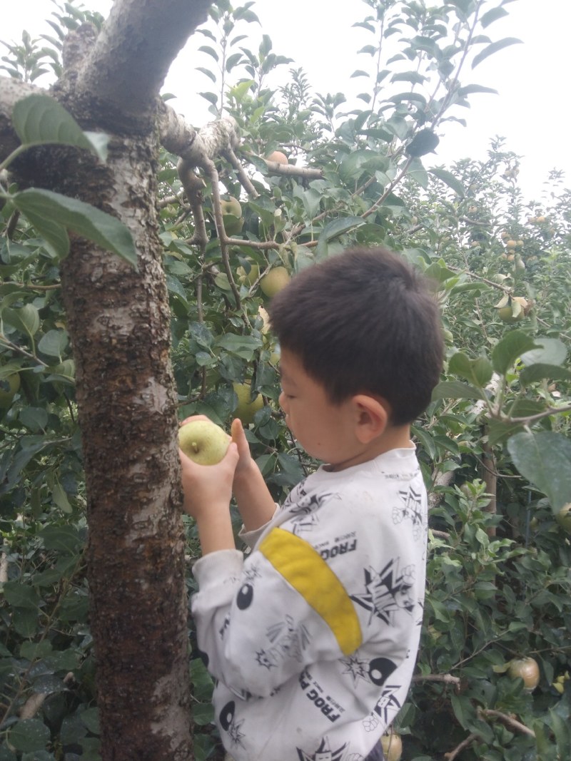 红富士苹果，原产地，欢迎咨询下单