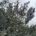 红富士苹果，原产地，欢迎咨询下单