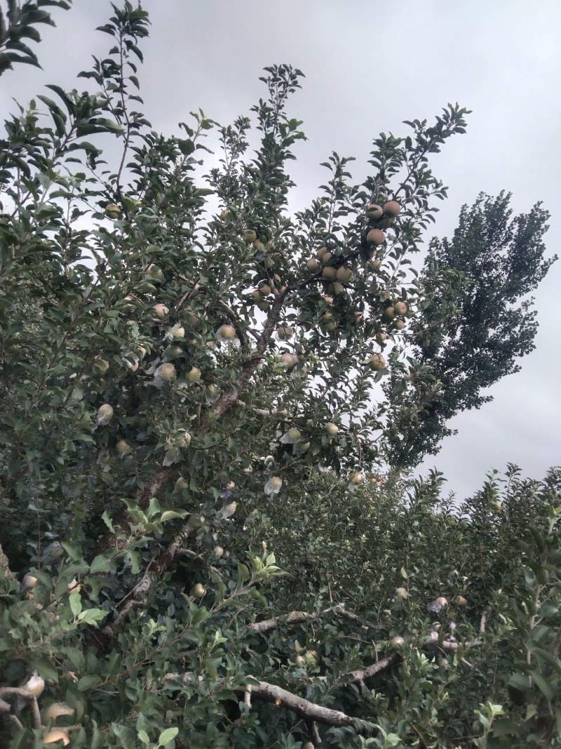 红富士苹果，原产地，欢迎咨询下单