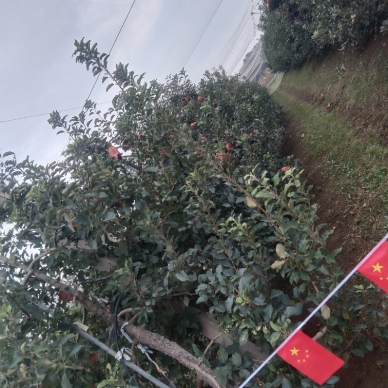 红富士苹果，原产地，欢迎咨询下单