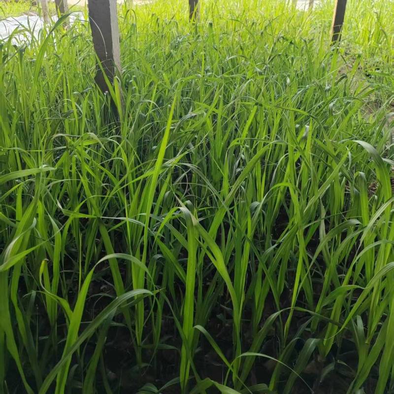 河北黑皮、黄金紫皮甘蔗种，提供技术指导，成活率高甜度高