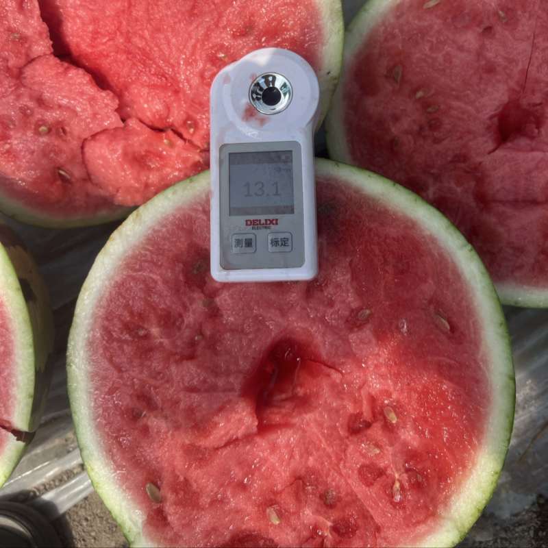 无籽西瓜河南美都西瓜麒麟西瓜货源充足可视频看货