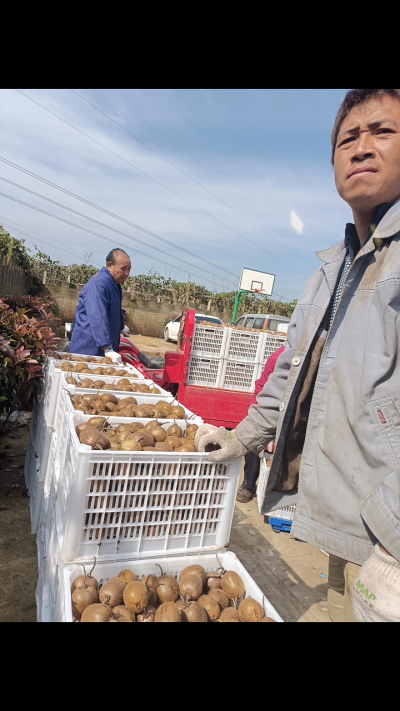 徐香弥猴桃