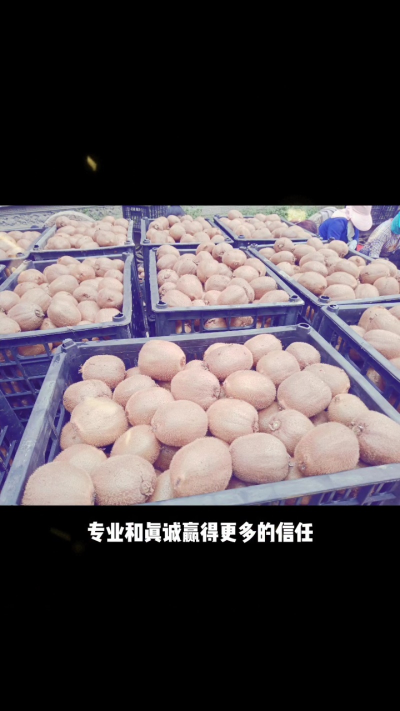 徐香弥猴桃