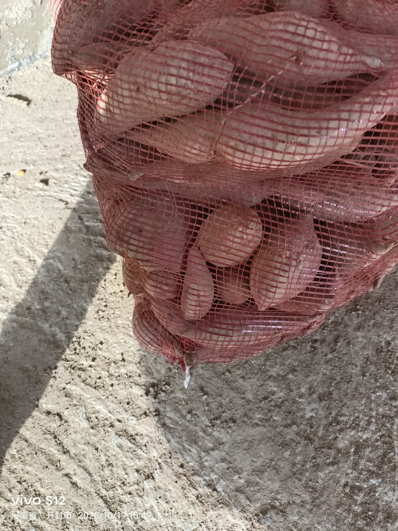 河南通许西瓜红红薯条形好无擦伤端头打冷耐储存运输甜度高适合烤