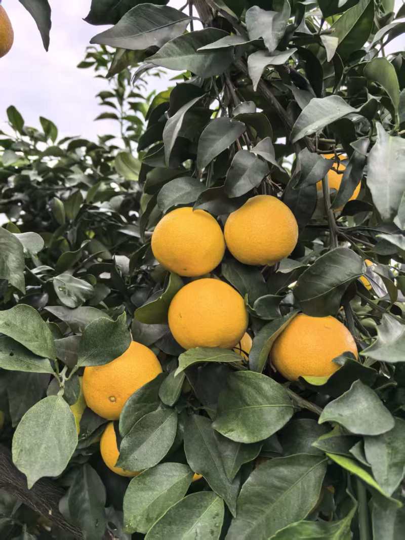 爱媛果冻橙电商一件代发