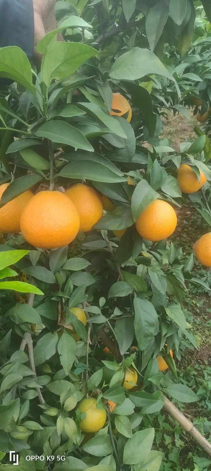 爱媛果冻橙电商一件代发