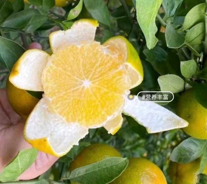热卖中广东皇帝柑产地直供量大从优供全国商超市场批发