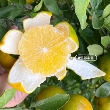 热卖中广东皇帝柑产地直供量大从优供全国商超市场批发