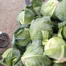 山东聊城精品圆包菜/甘蓝/量大价优/可视频看货/欢迎咨询