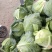 山东聊城精品圆包菜/甘蓝/量大价优/可视频看货/欢迎咨询