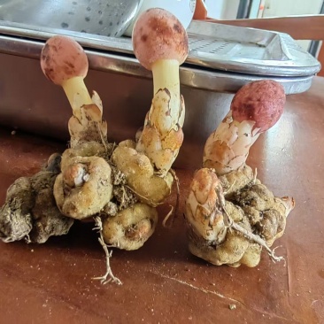 疏花蛇菰
