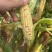 彩糯玉米水果玉米100亩鲜玉米