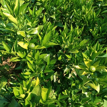 四川优质沃柑苗千亩种植基地品种优良承接电商一件代发