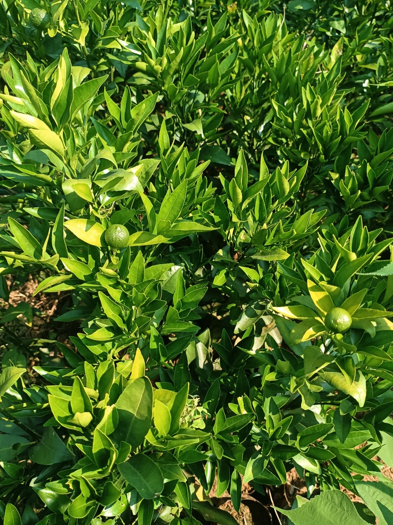 四川优质沃柑苗千亩种植基地品种优良承接电商一件代发