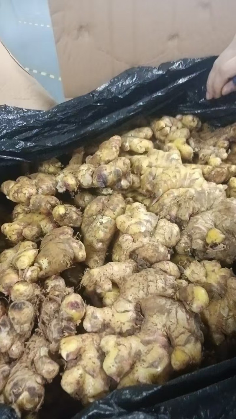 云南罗平小黄姜