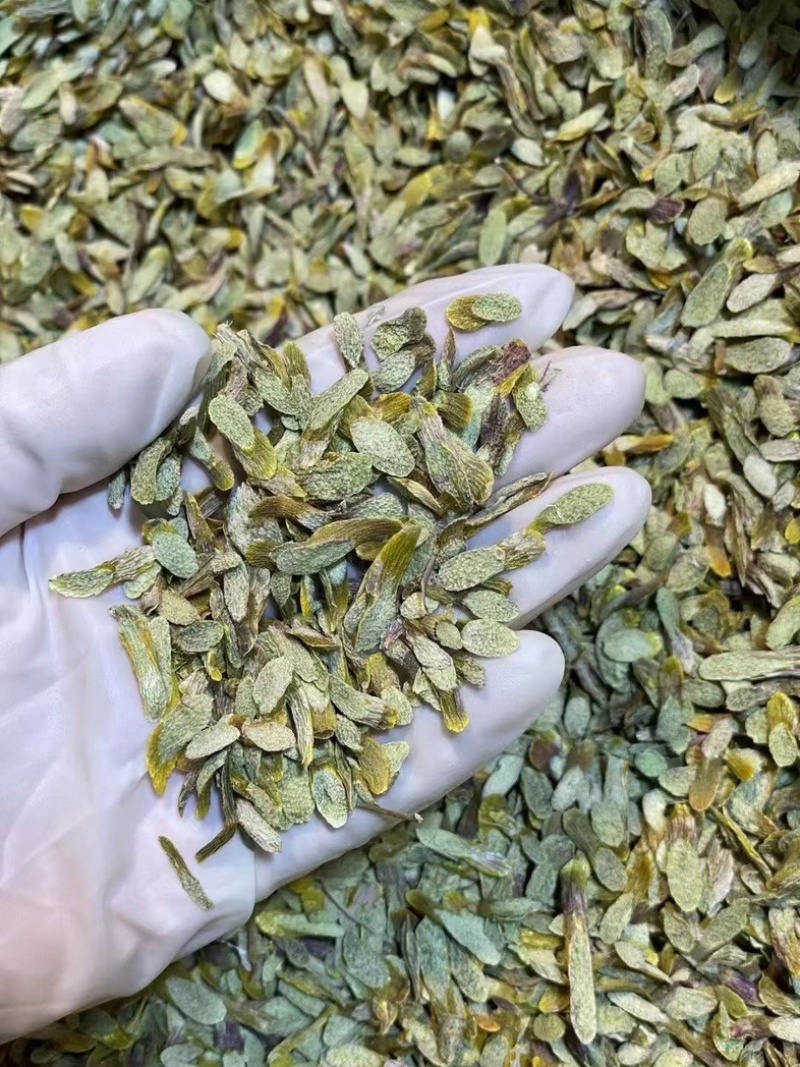 云南铁皮石斛切片新鲜上市价格美丽欢迎对接