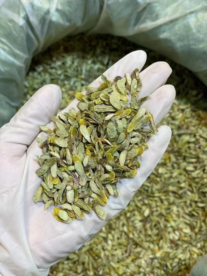 云南铁皮石斛切片新鲜上市价格美丽欢迎对接