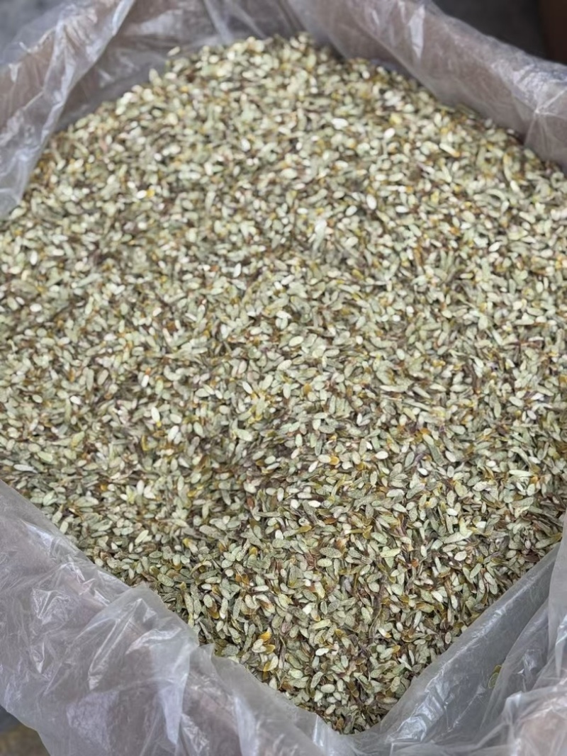 云南铁皮石斛切片新鲜上市价格美丽欢迎对接