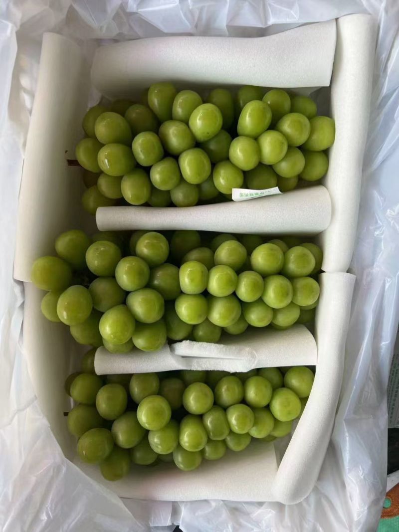 陕西阳光玫瑰葡萄价格，阳光玫瑰葡萄批发，冷库阳光玫瑰