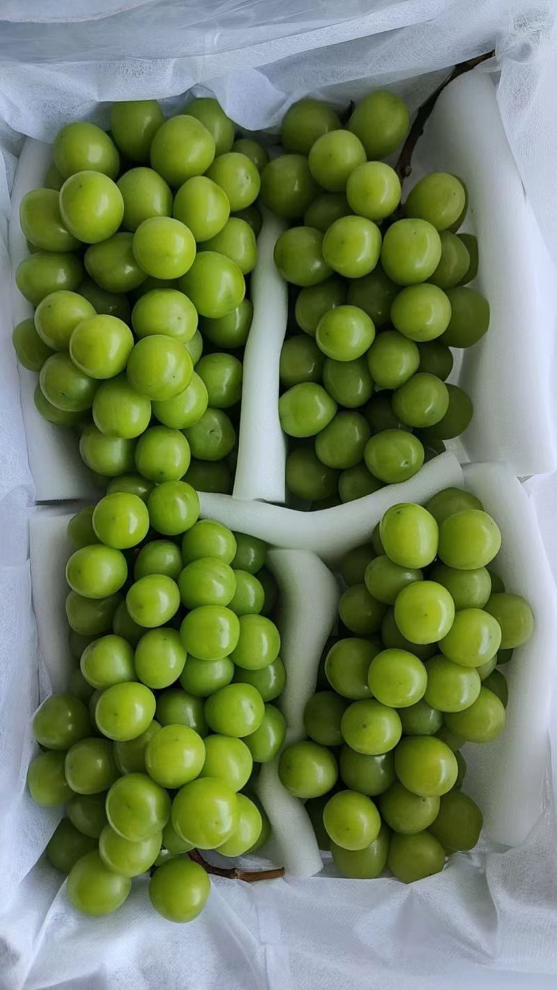 陕西阳光玫瑰葡萄价格，阳光玫瑰葡萄批发，冷库阳光玫瑰