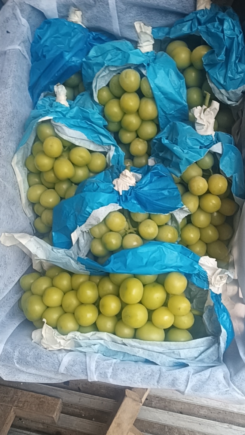 陕西阳光玫瑰葡萄价格，阳光玫瑰葡萄批发，冷库阳光玫瑰
