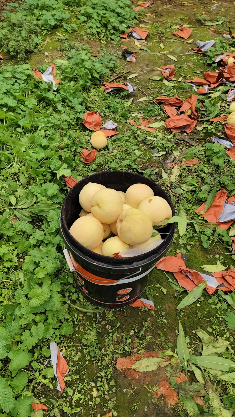 白玉桃子来啦吃桃子找小伟***********