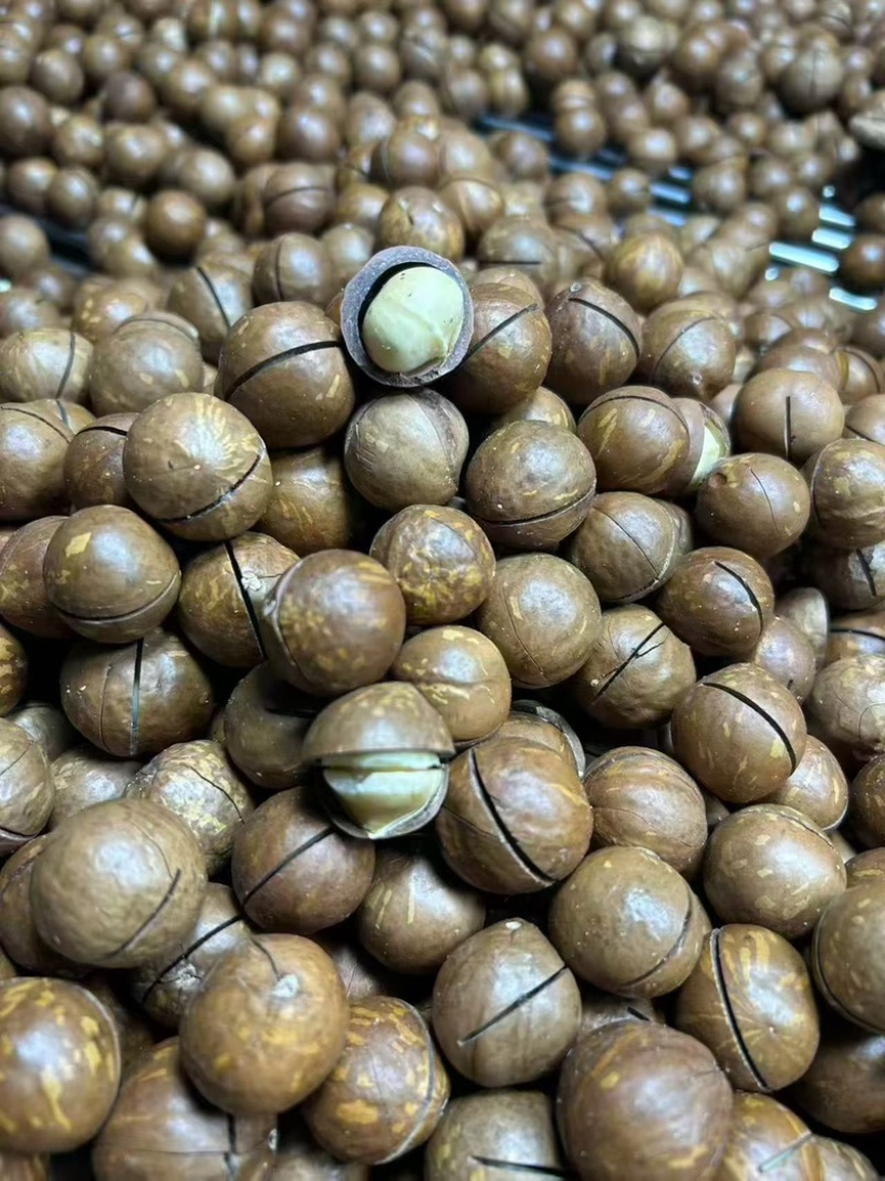 【热卖】云南夏威夷果精品大果可供商超量大优惠欢迎电联