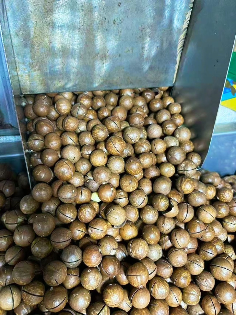 【热卖】云南夏威夷果精品大果可供商超量大优惠欢迎电联