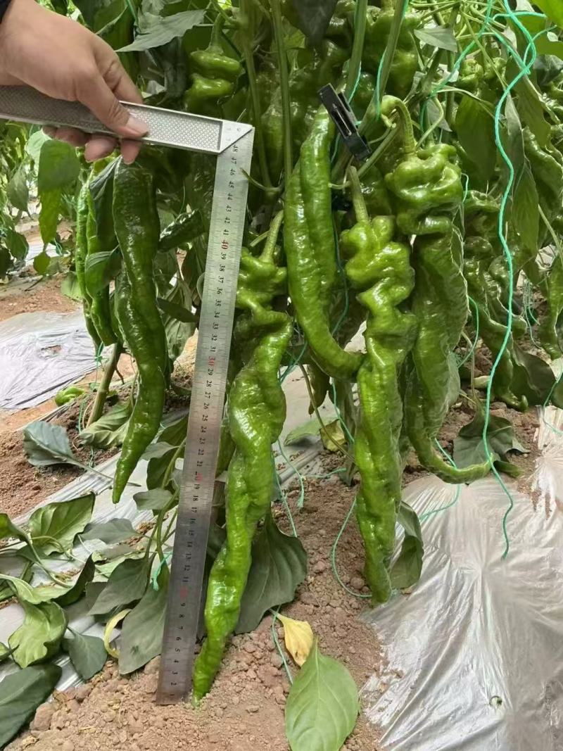 大果螺丝椒苗全螺旋螺丝椒苗陇椒苗半螺旋螺丝椒苗