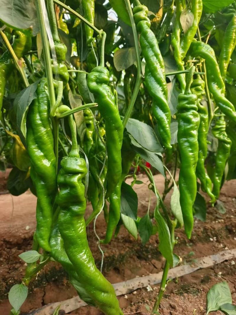 大果螺丝椒苗全螺旋螺丝椒苗陇椒苗半螺旋螺丝椒苗