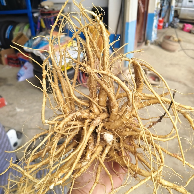 新鲜当归现挖现发