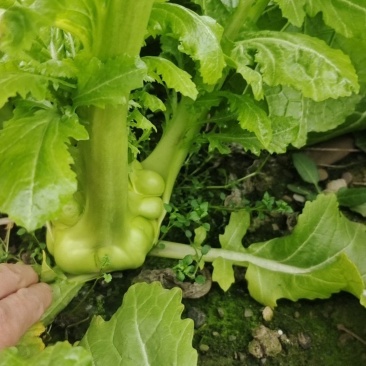 百亩榨菜预售中