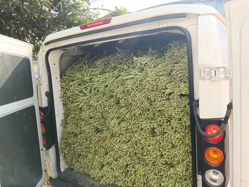 长豆角