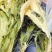 霸王花正品天然霸王花天然无硫新货剑花干花新晒霸王花煲汤料